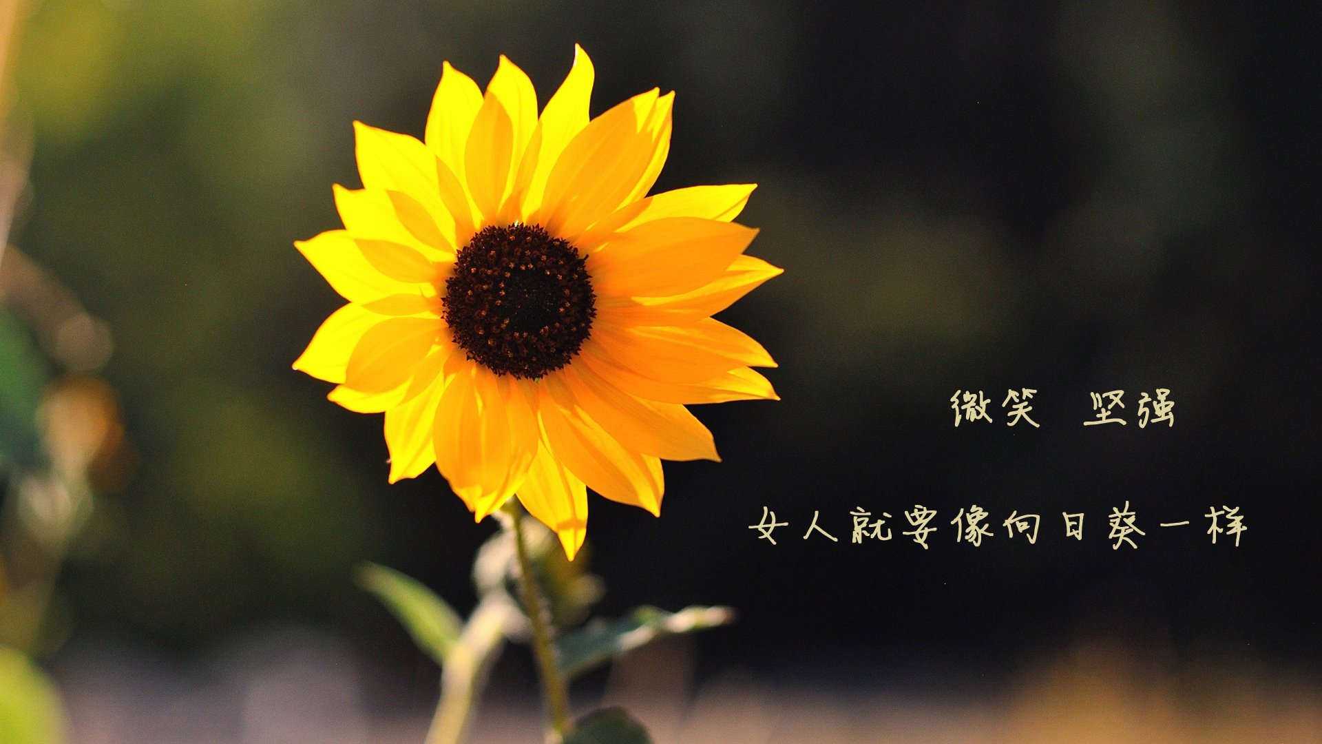 农业生产用电申请要求（农业生产用电申请要求有哪些）